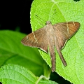 HESPERIIDAE, Urbanus teleus